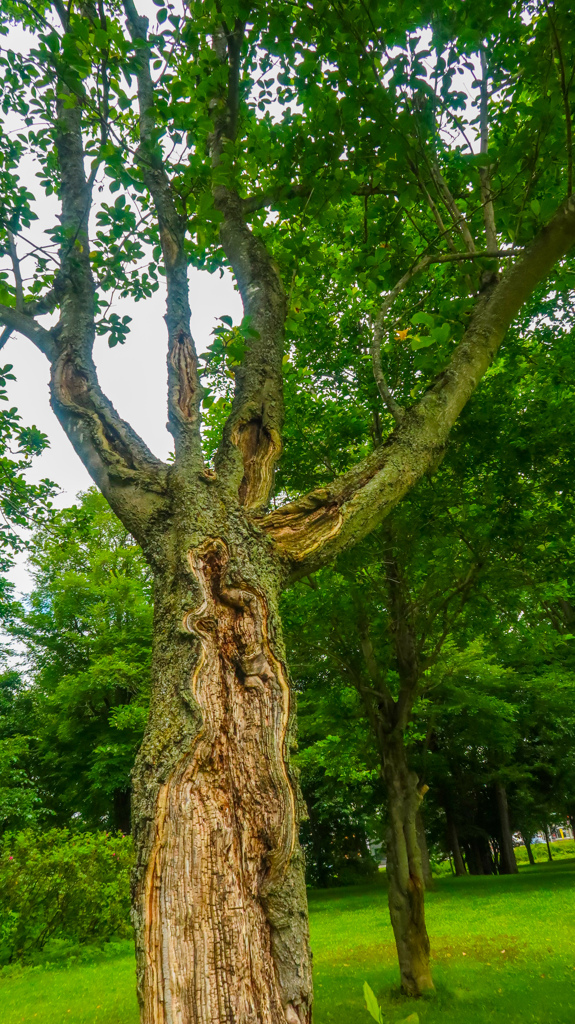 それでも　わたしは　いきている