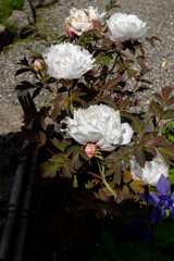 つぼみ　かいか　くちる