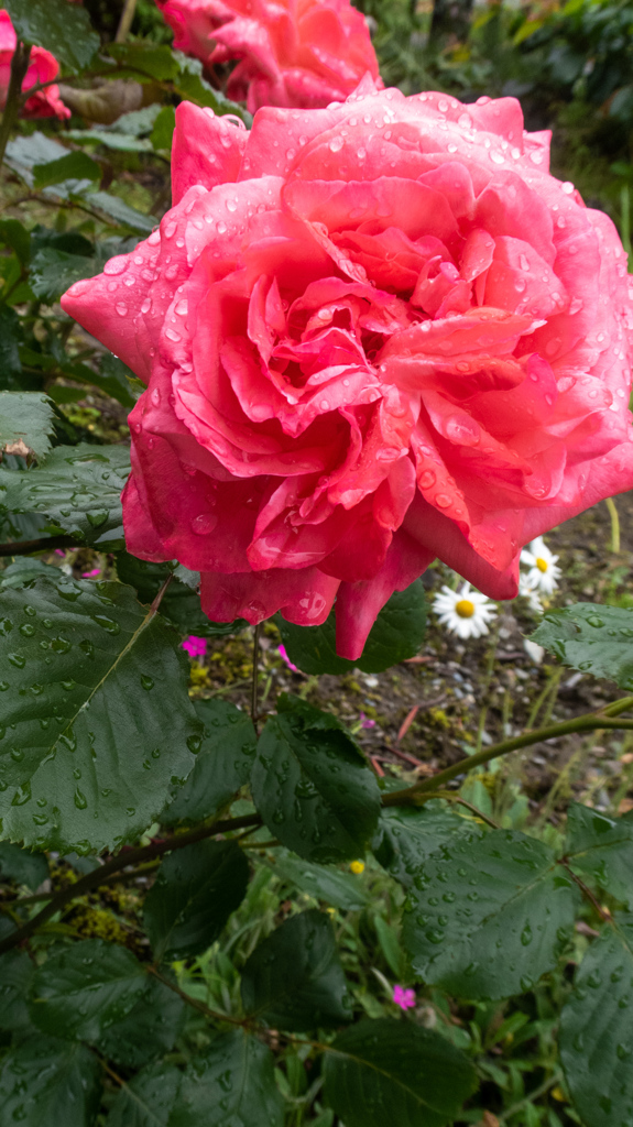 あまつぶ　ばら