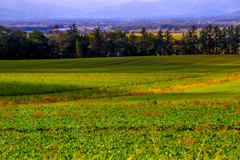 もう　はらっぱ