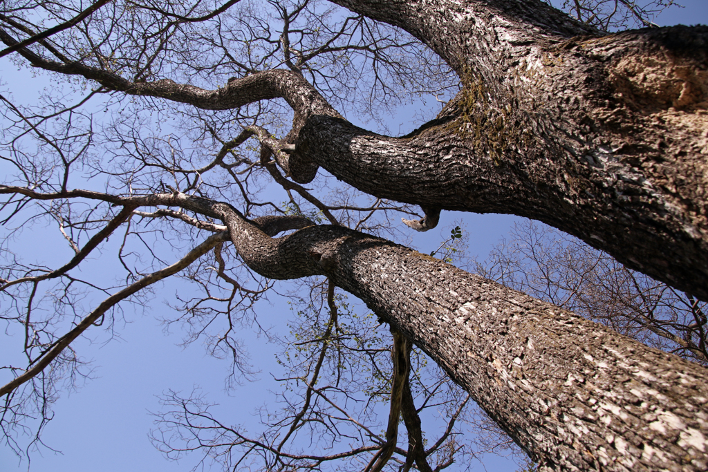てんに　むかって