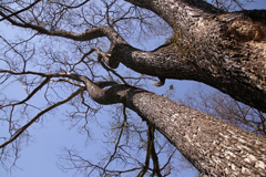 てんに　むかって