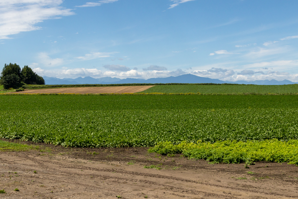 みのり　の　だいち