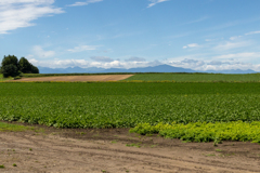 みのり　の　だいち