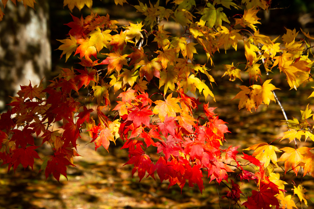 ちいさい　あき　みっけ