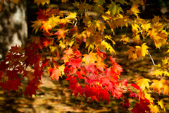 ちいさい　あき　みっけ