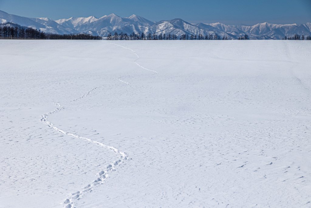 きみが　のこした　あしあと