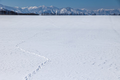 きみが　のこした　あしあと