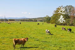 今年もよろしくお願いします。
