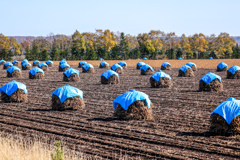 あきの　はたけ