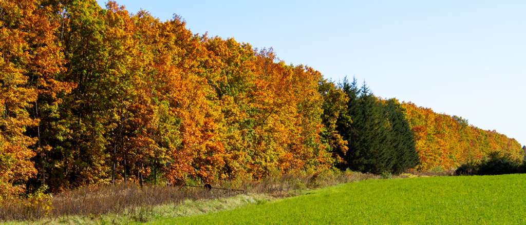 ながく　のびる