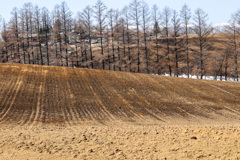 はたけの　むこうに