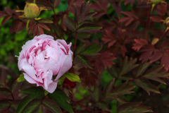 もう　さいた。