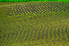 みどり　の　せん