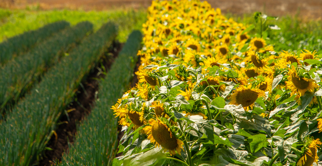 がんばれ　ひまわり