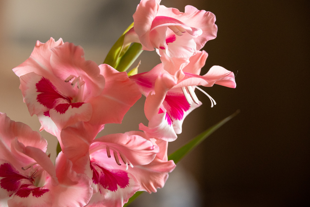 すてきに　ぴんく