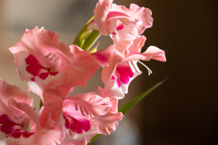 すてきに　ぴんく