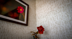 ぞうか　と　しゃしん