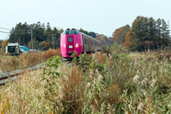 いらっしゃいまーせ