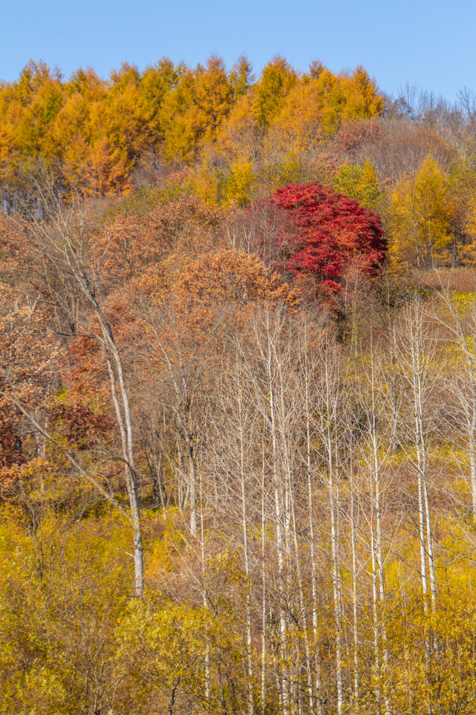 あかく　なりました。