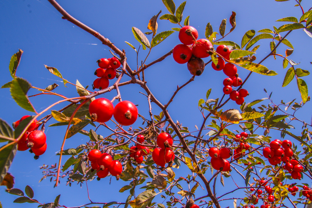 みあげてごらん