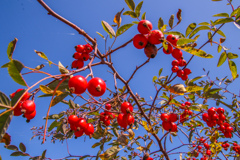 みあげてごらん