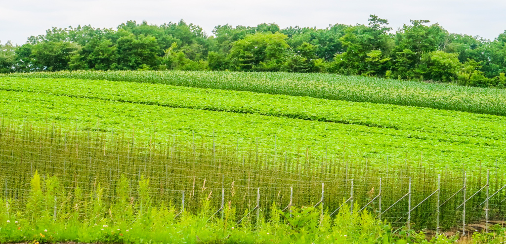 いろいろ　うえてるね
