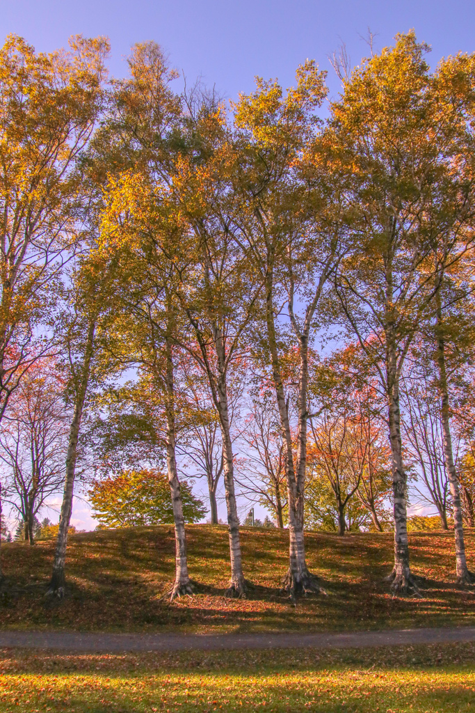 よこより　たてで　とりました。