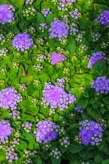 はな？　やさい？