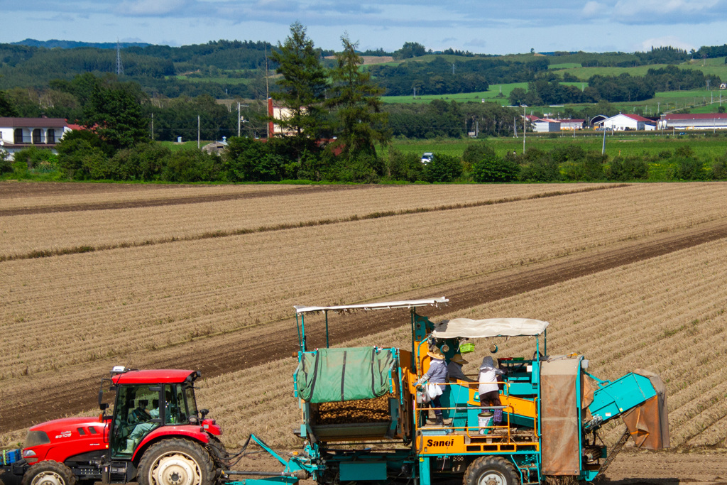 いも　の　しゅうかく