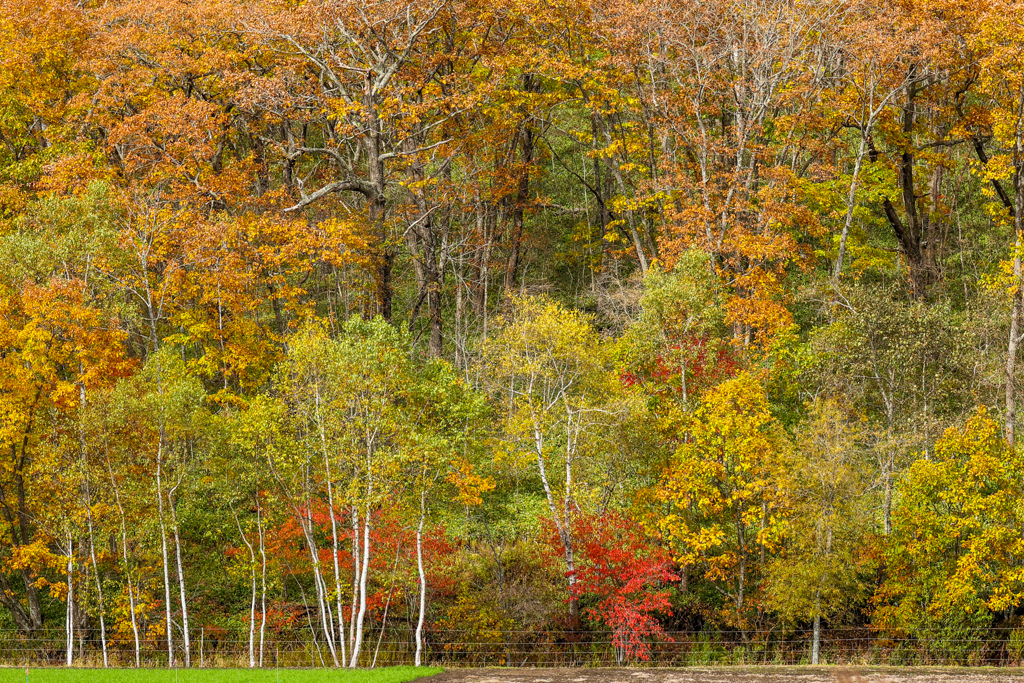 あき・あき・あき