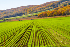 あきの　はたけ