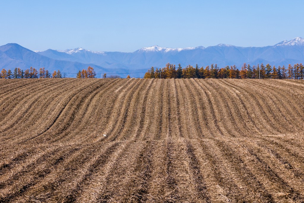 あき　の　はたけ