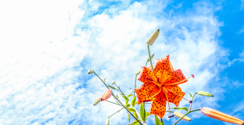 ゆり　そらにさく