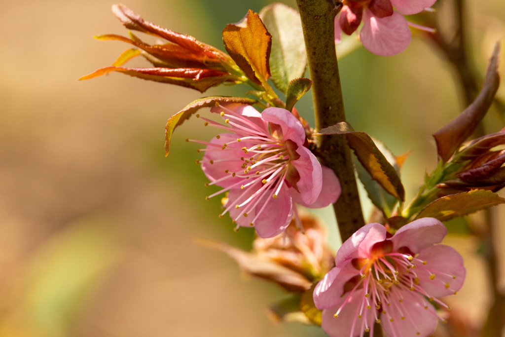 もも　いろの　はな