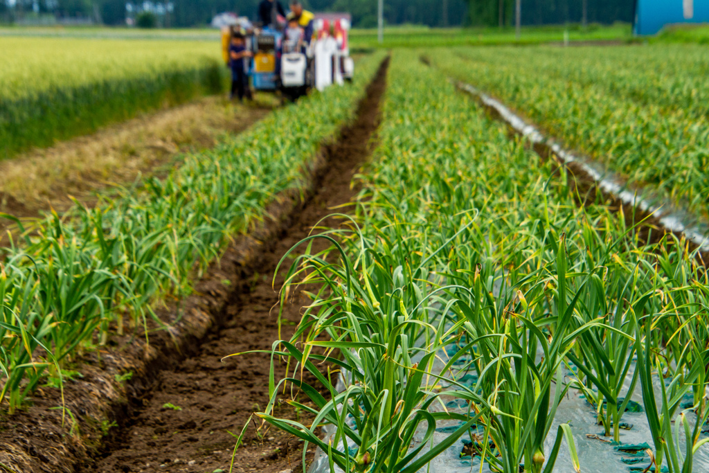 にんにくばたけ