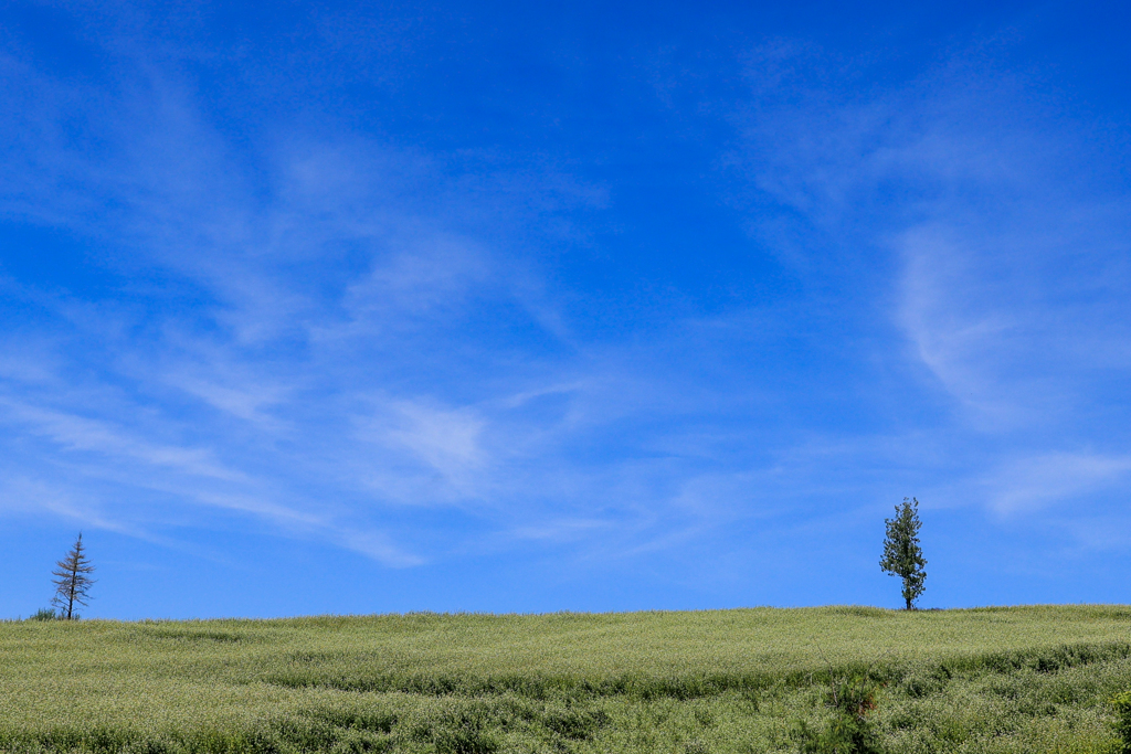 おかのうえ　の　あおぞら