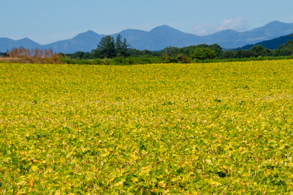 きもちのいい　ひでした。