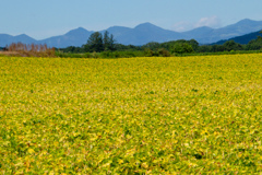 きもちのいい　ひでした。