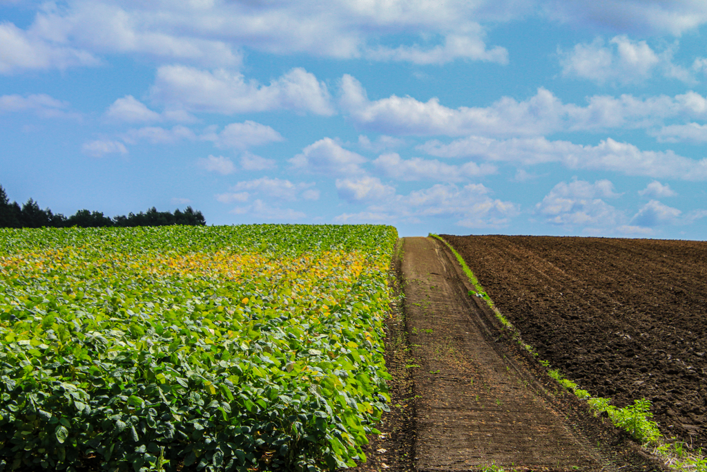 あるひ　の　はたけ