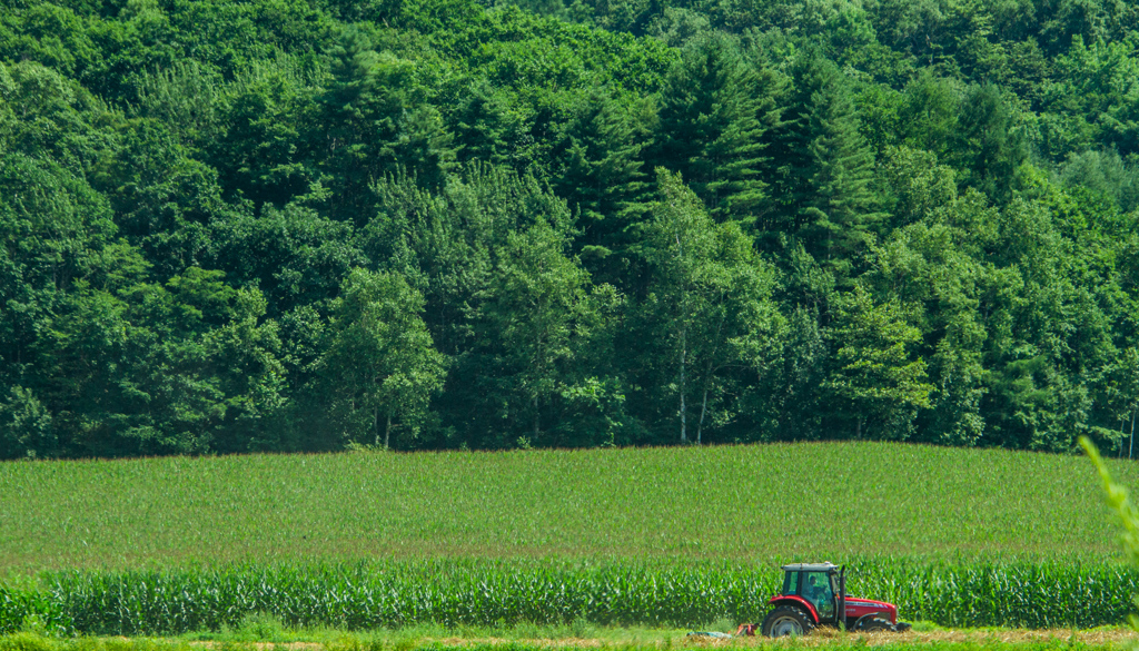 みどりのなかの　あかい　とらくたー