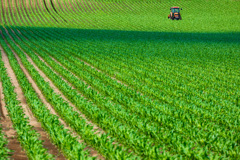 そろそろ　みどりが　こいしくて