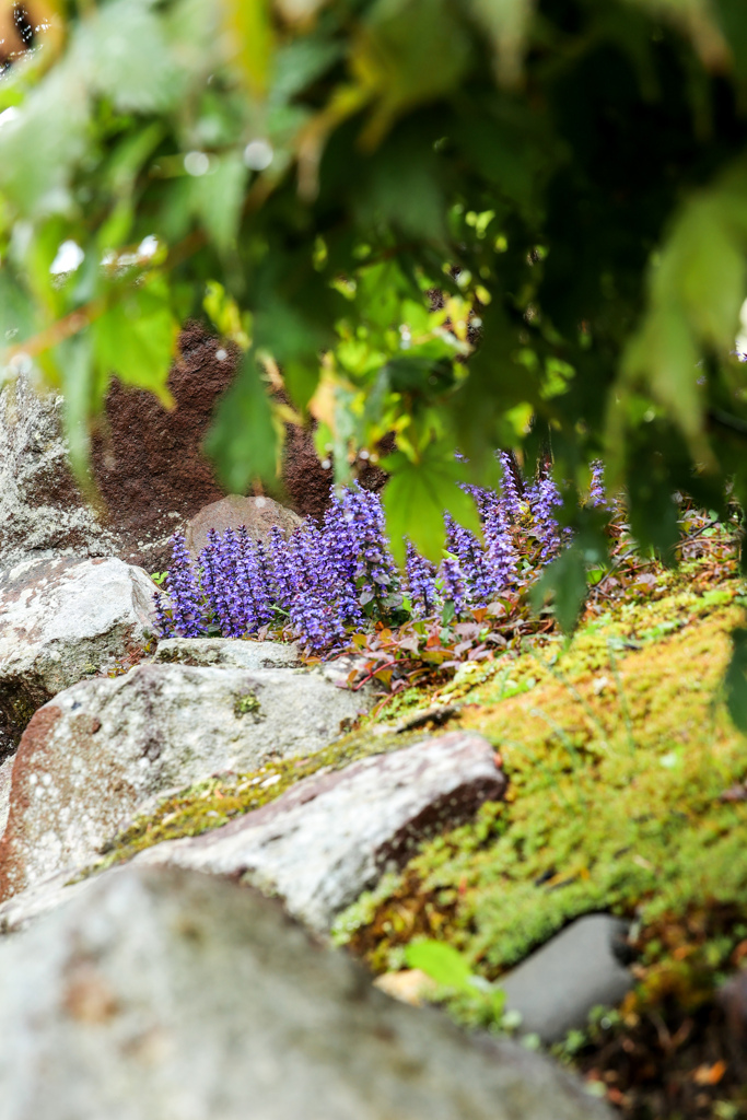 むらさき　さいた