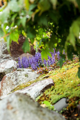 むらさき　さいた