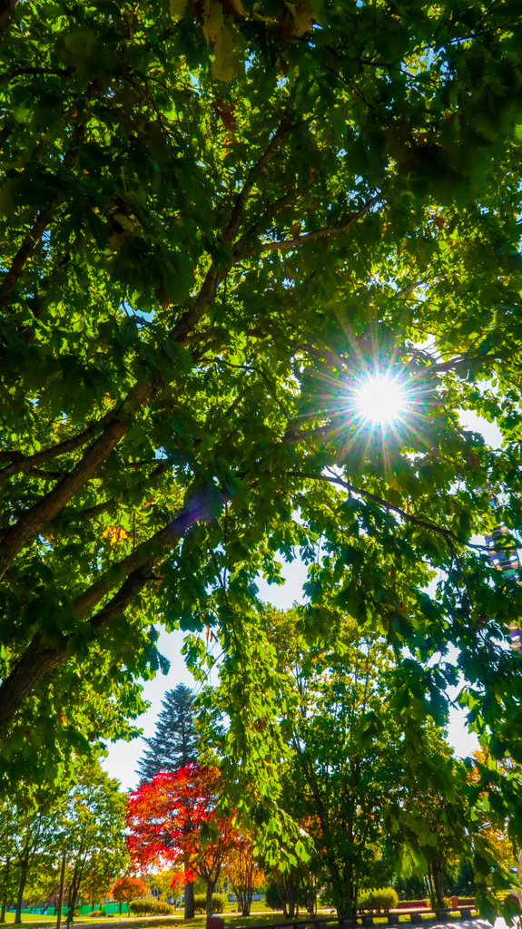 みどりの　なかに　あき　みっけ