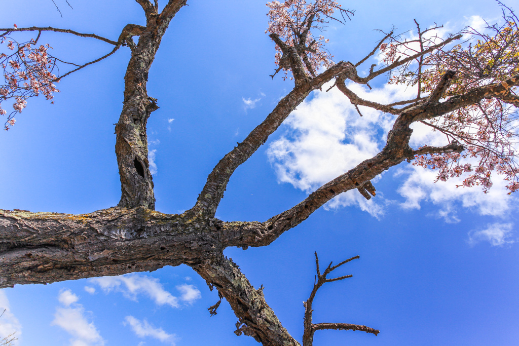 としおいた　き