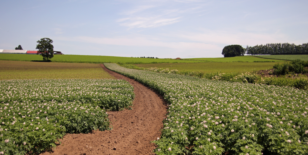 はなが　さいて　みのりはじめます