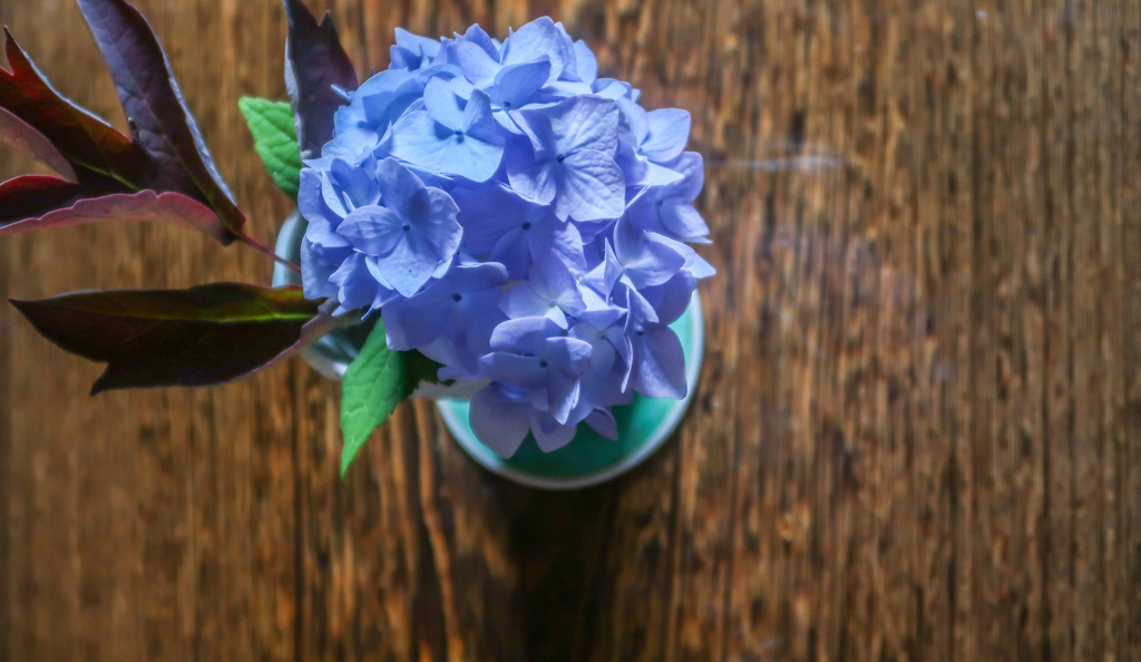 あじさい　さいた