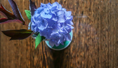 あじさい　さいた