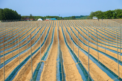 ながいも　はたけ